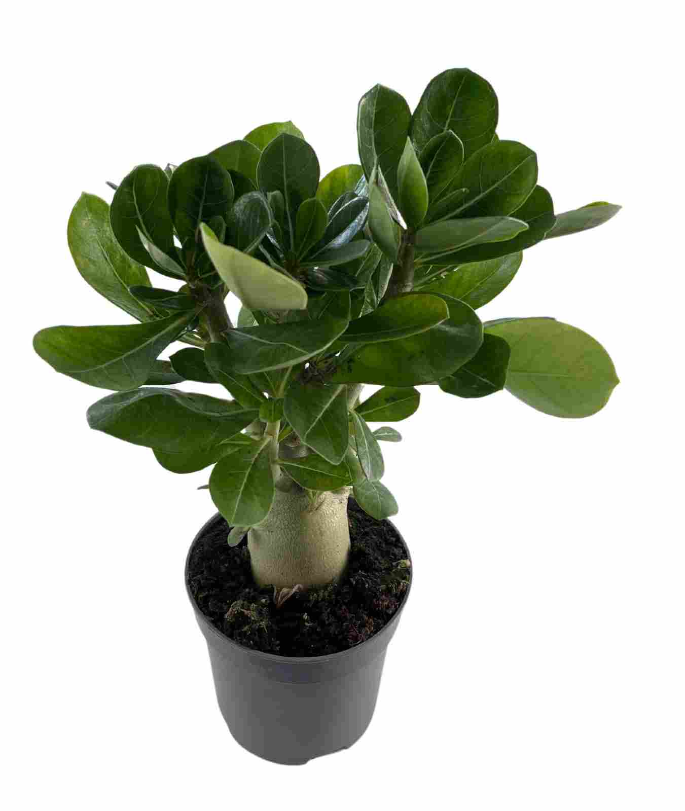 ADENIUM C 10.5