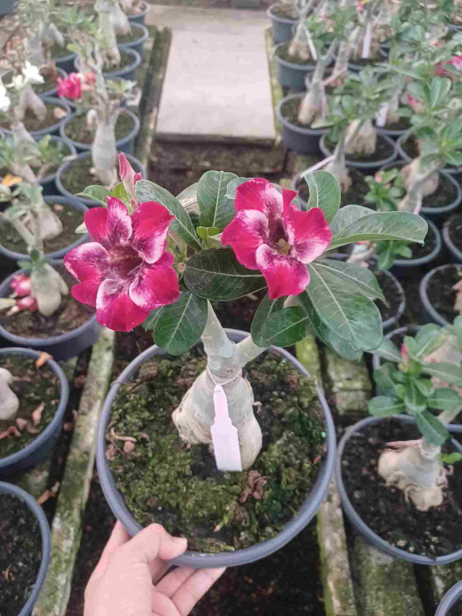 ADENIUM OBESUM C 23 TST