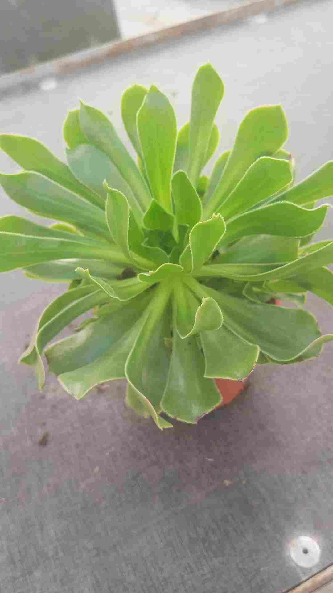 AEONIUM C 11