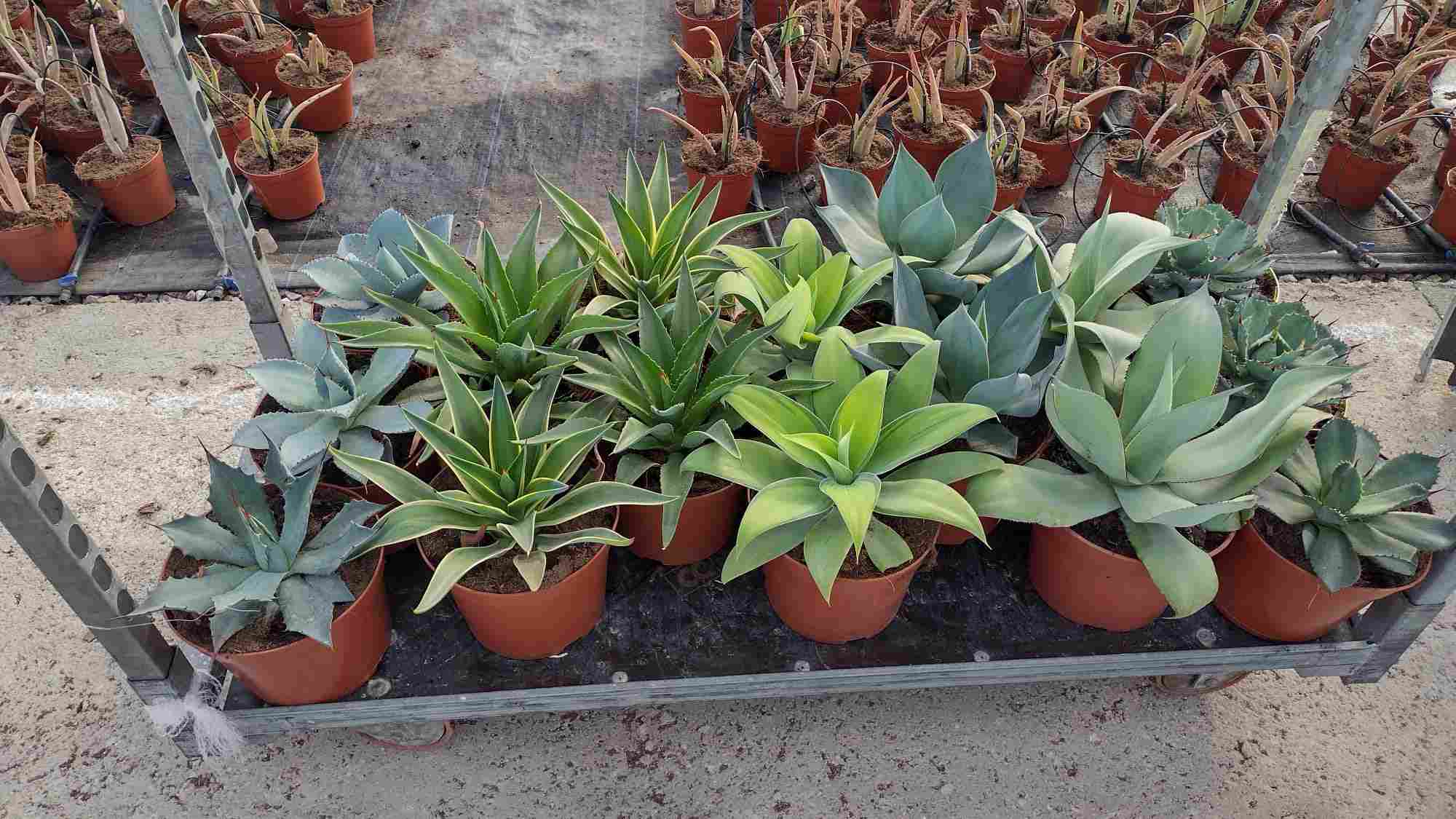 AGAVE MIX C 21