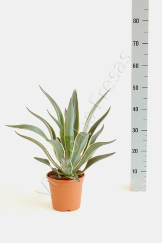 AGAVE C 25