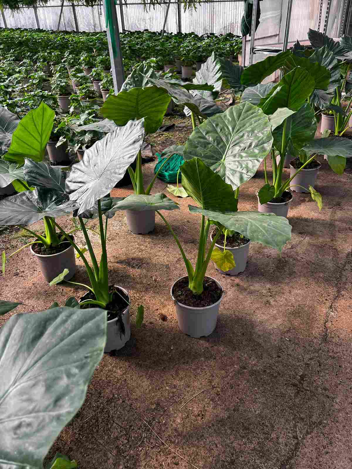 ALOCASIA MACRORRHIZA "OREJA ELEFANTE" C 22