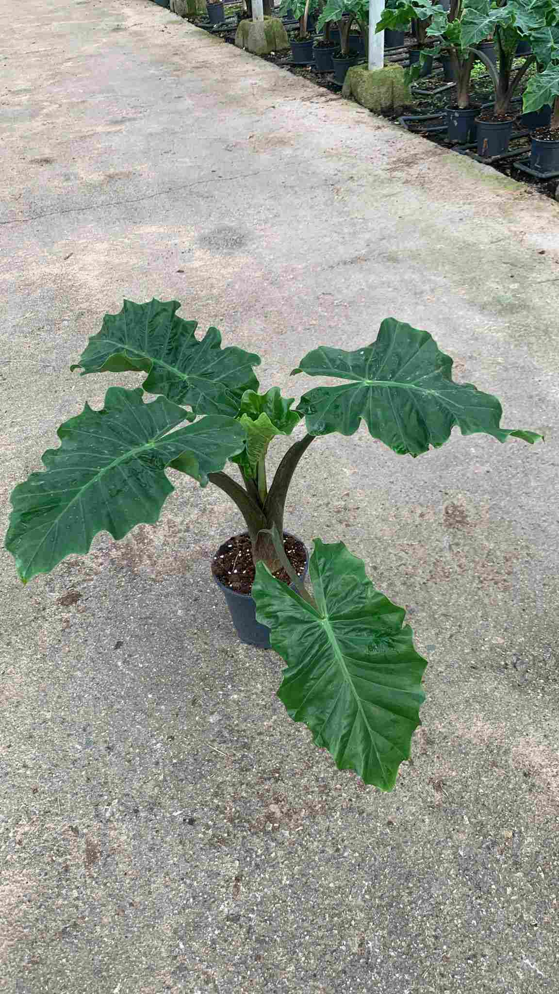 ALOCASIA LOW RIDER C 17 40 CM