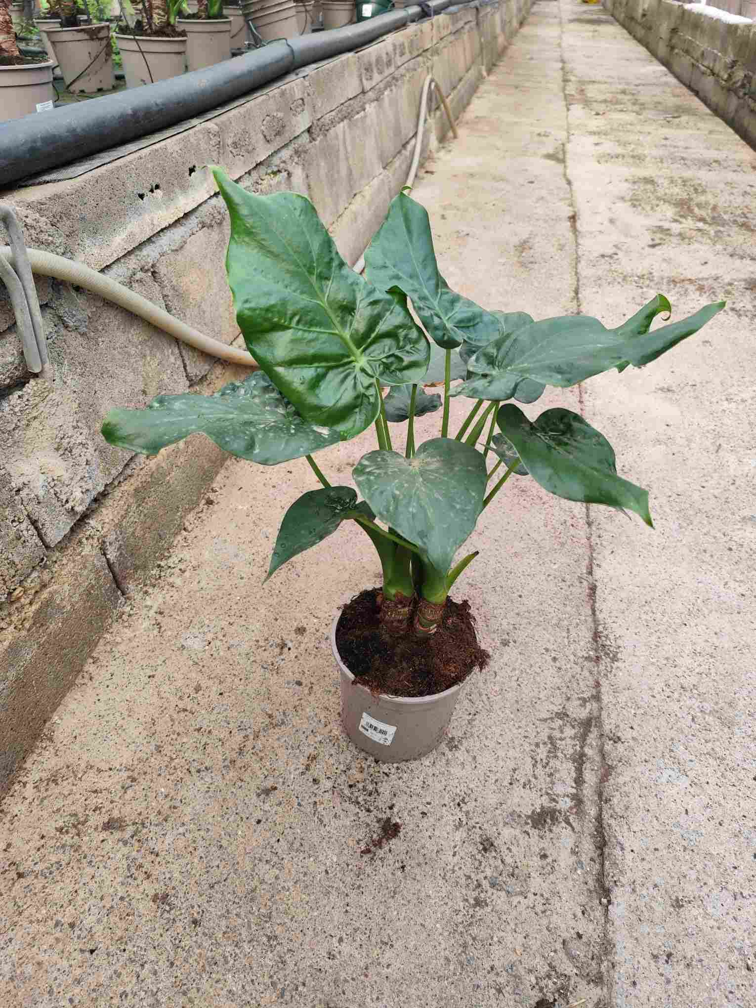 ALOCASIA CUCULLATA BRANCHE C 17