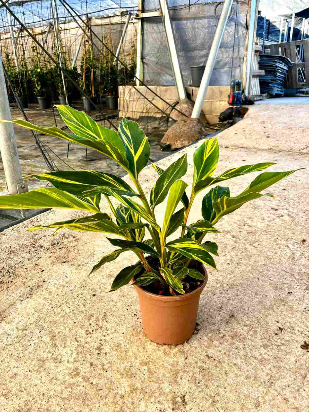 ALPINIA C 20