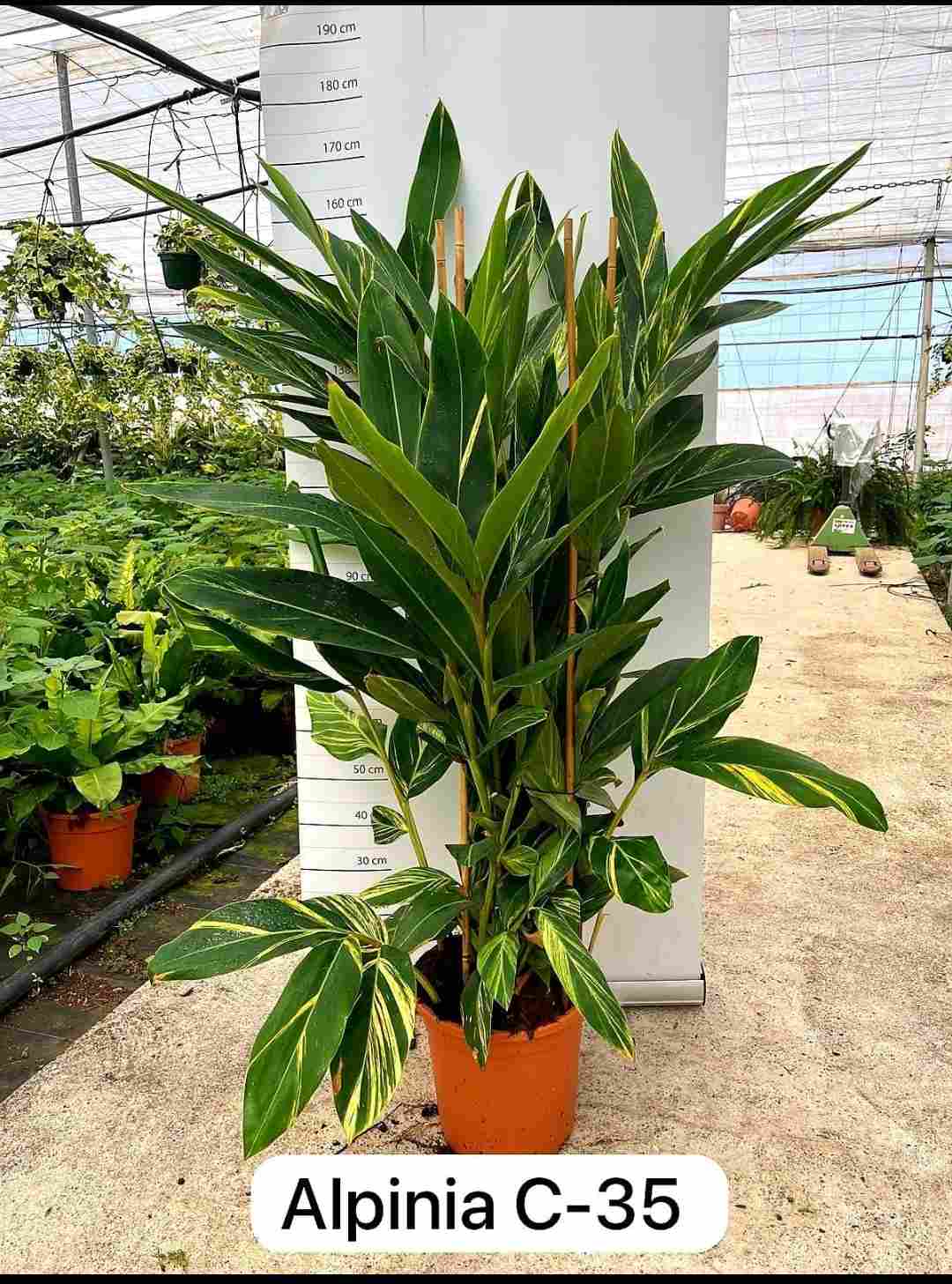 ALPINIA C 35 1,30-1,40 M
