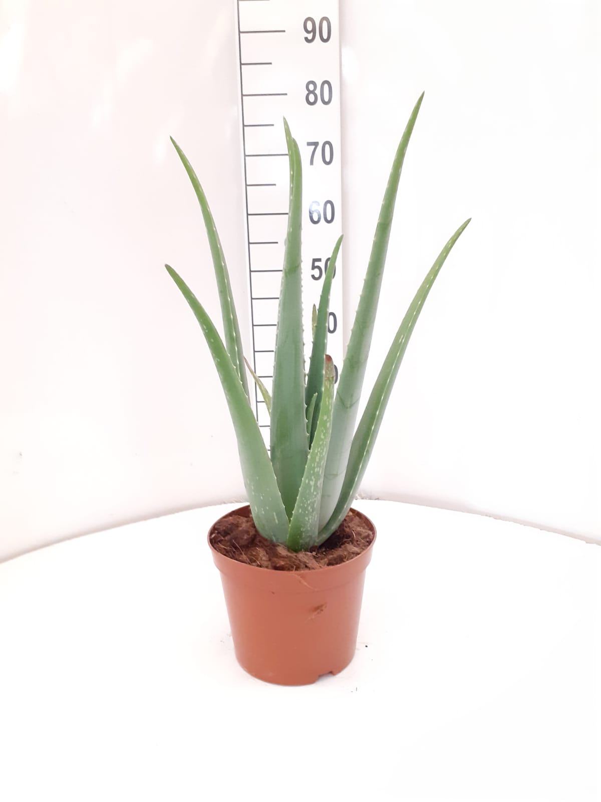 ALOE VERA C 21