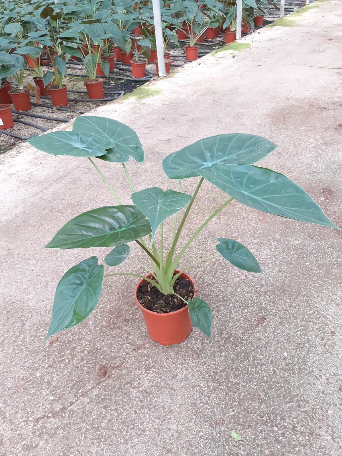 ALOCASIA WENTII C 17 60 CM