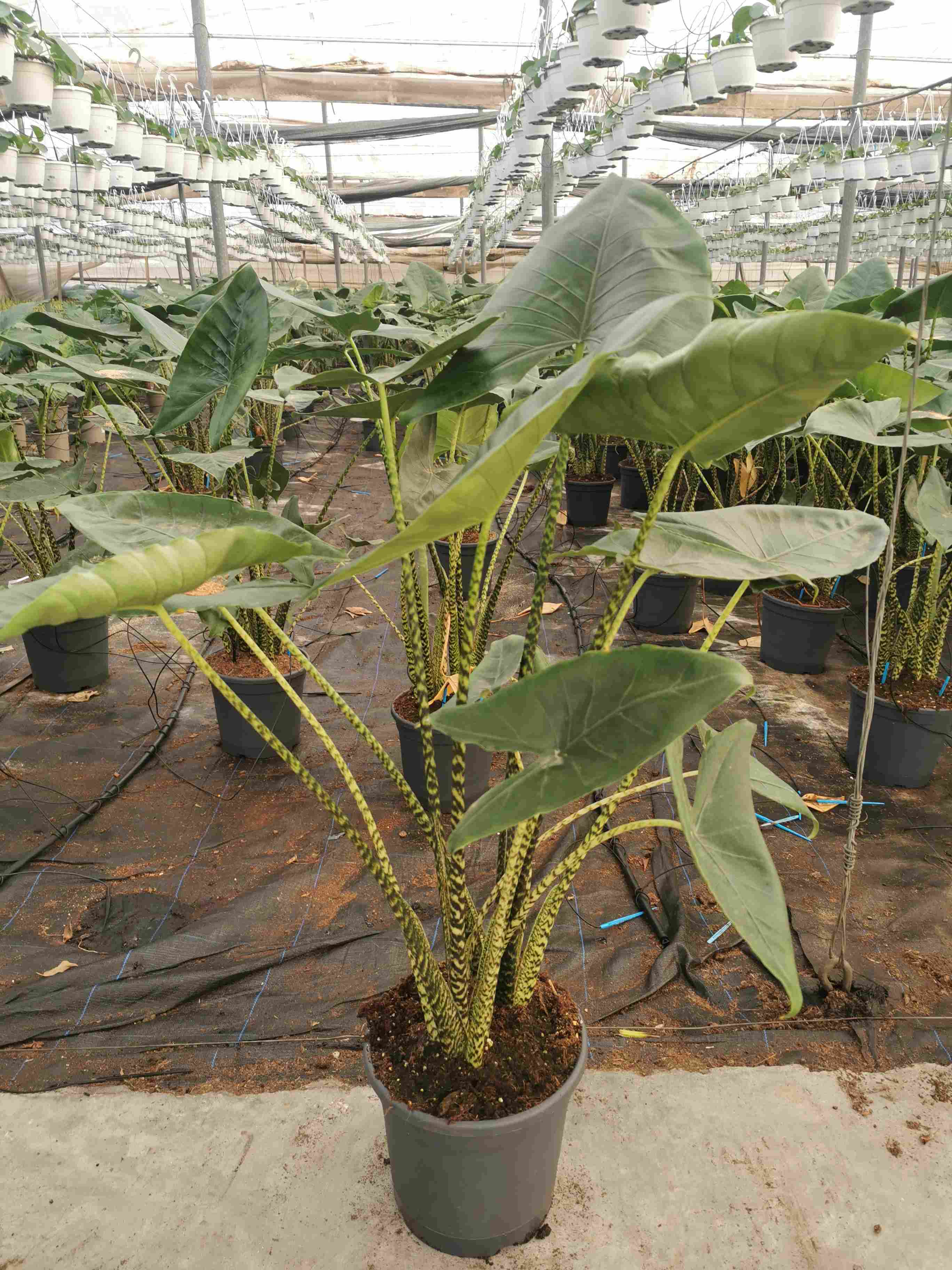 ALOCASIA ZEBRINA C 30 2 PLANTAS