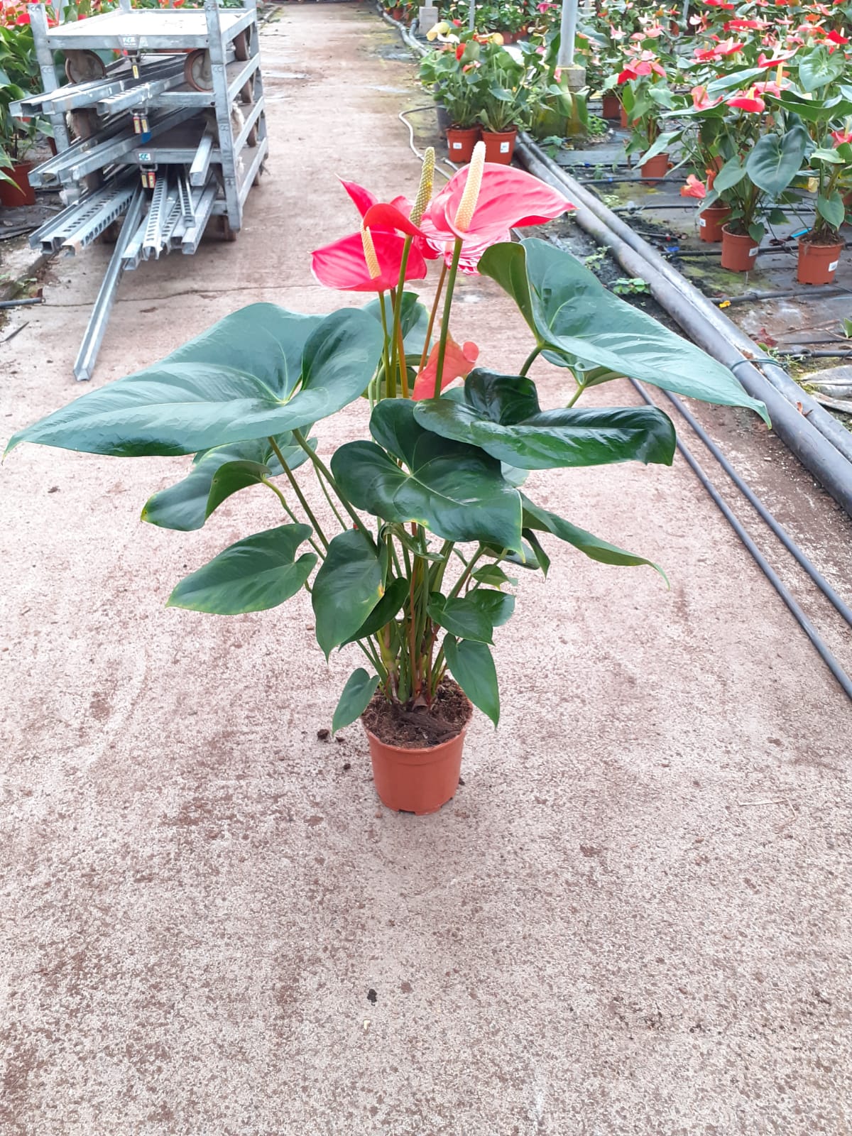 ANTHURIUM C 14 A1