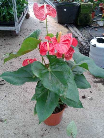ANTHURIUM C 30