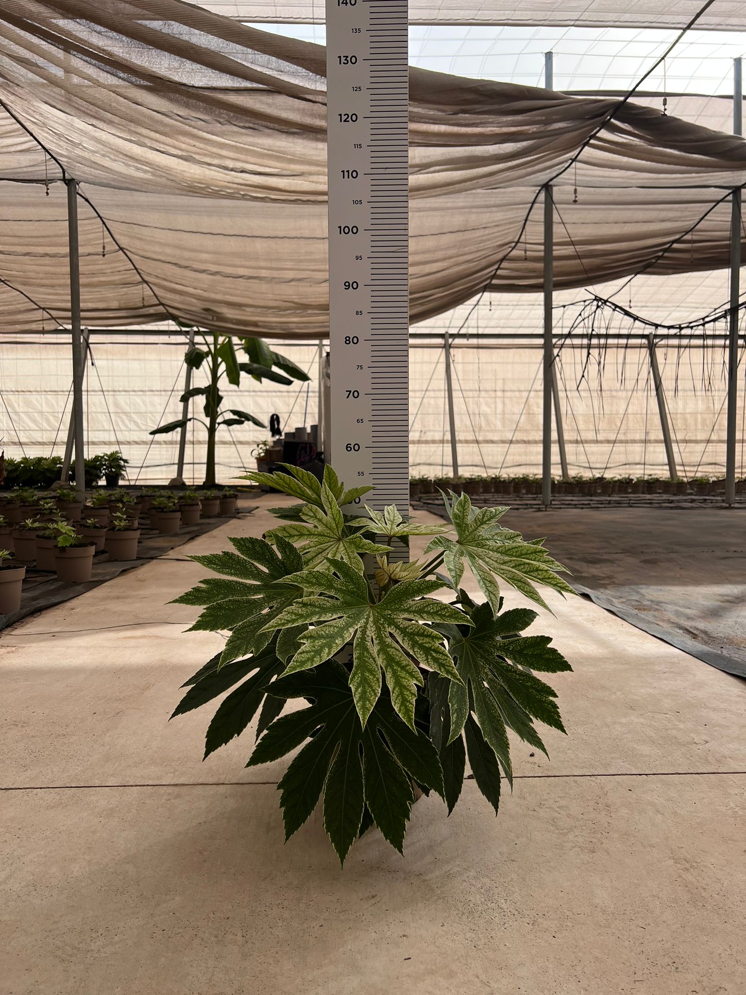 ARALIA SPIDER WEB C 22