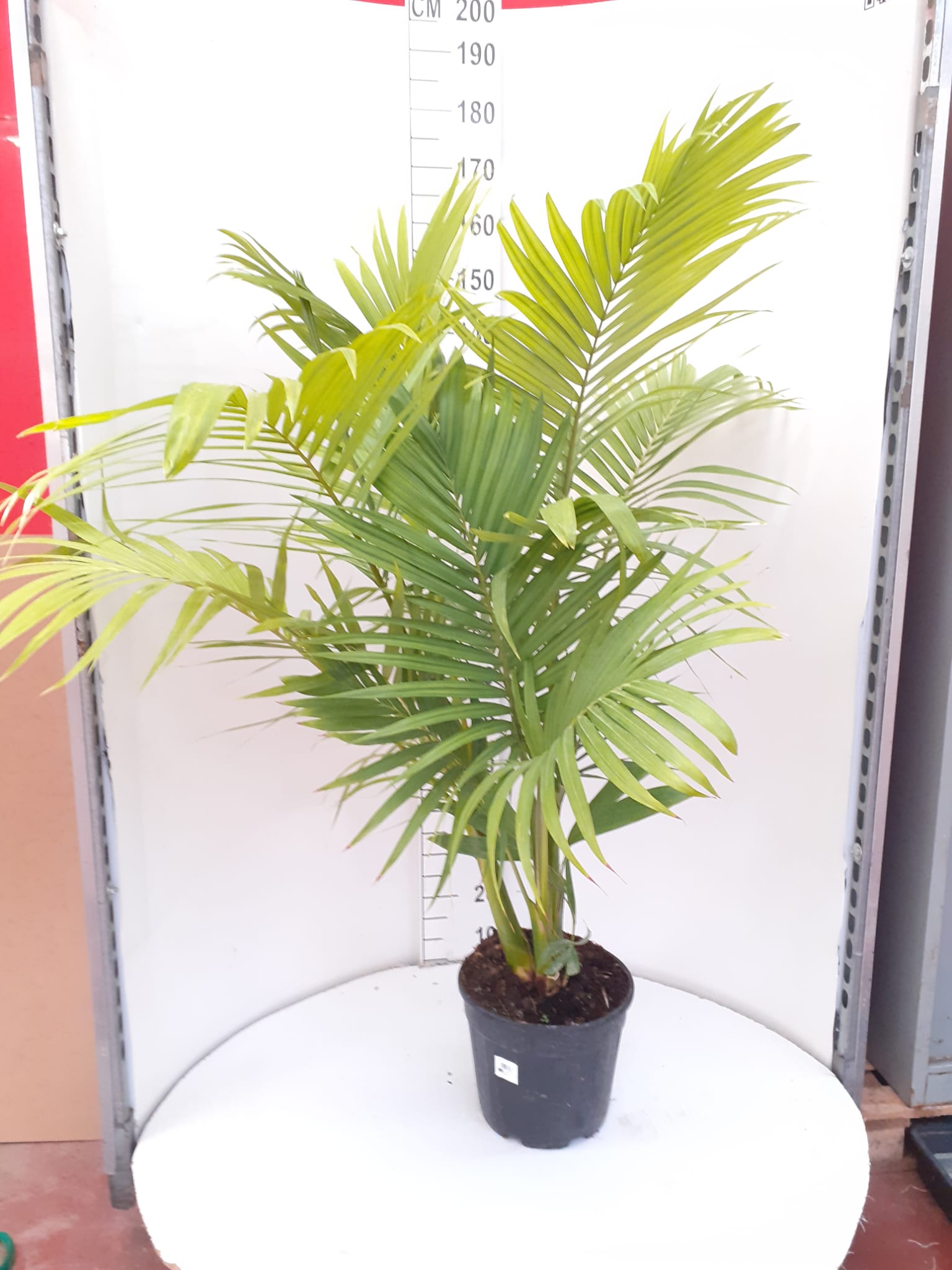 ARCHONTOPHOENIX C 30 - 3 PLANTAS