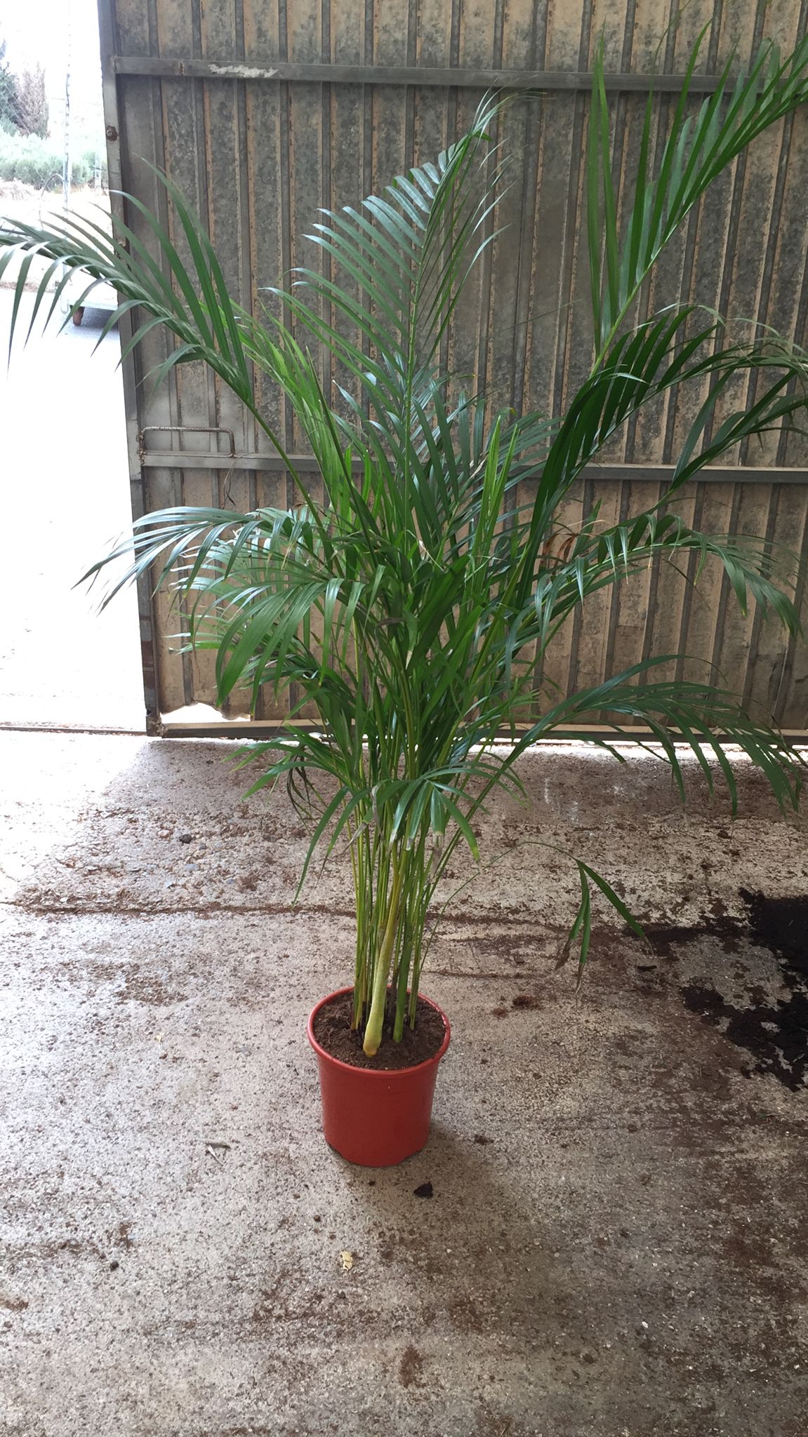 ARECA C 22 1.30 - 1.40 M A1