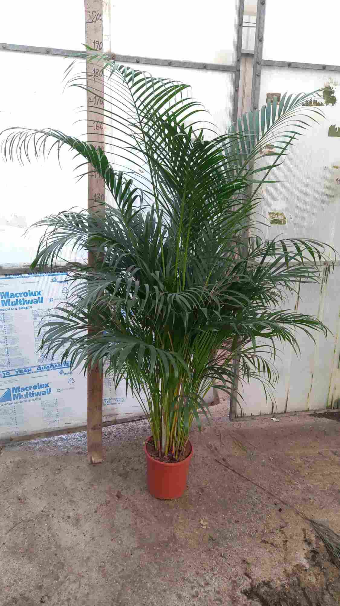 ARECA C 24