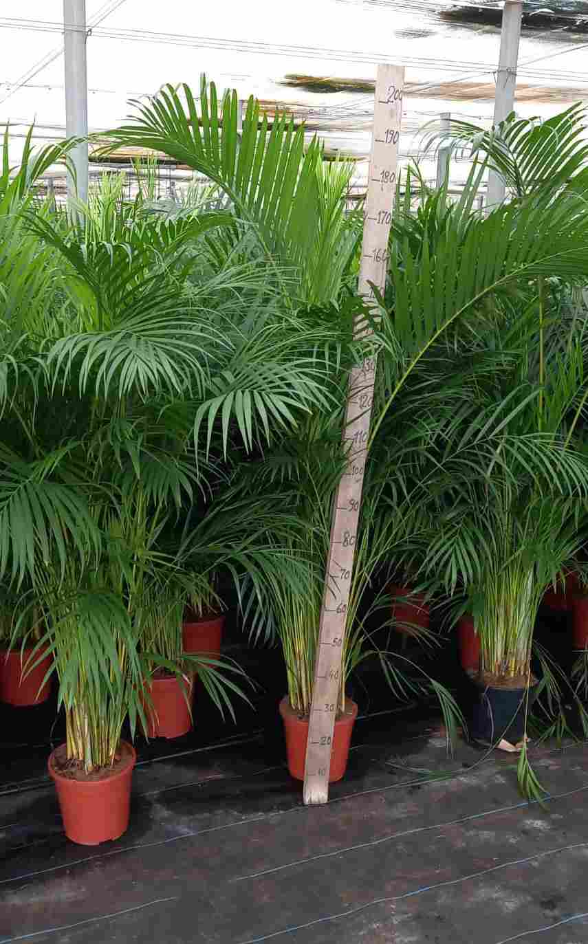 ARECA C 25 1.40 - 1.60 M