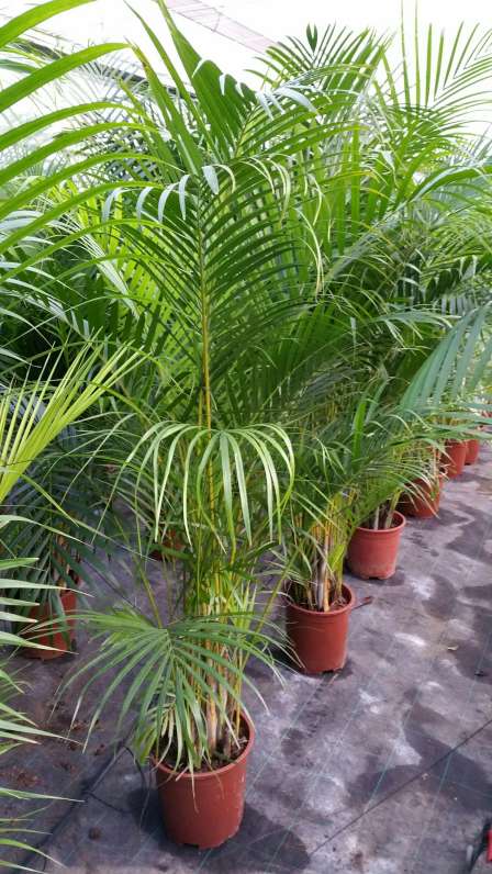 ARECA C 35 1.70 - 1.80 M