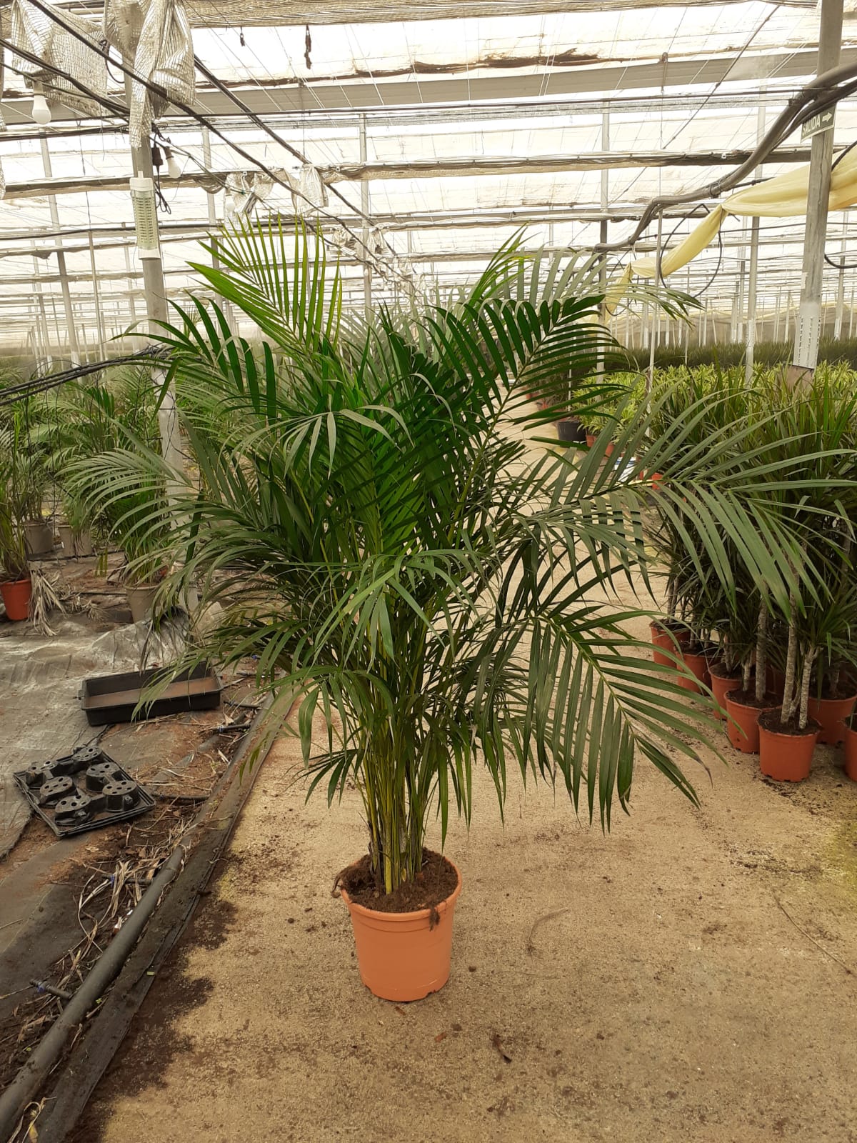 ARECA C 30 1.60 - 1.70 M