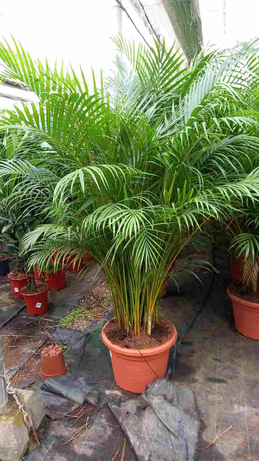 ARECA C 45 2.50 M