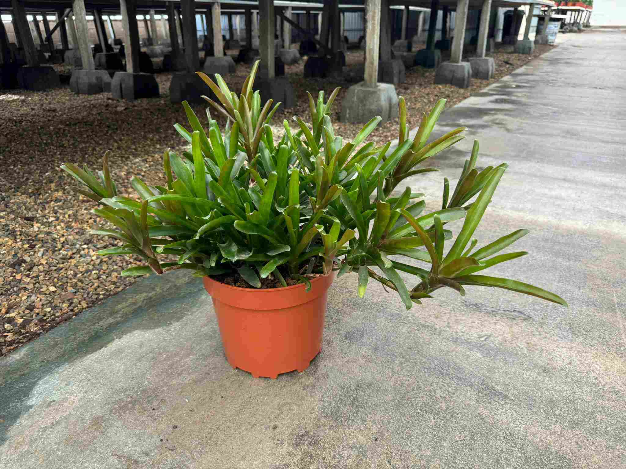 NEOREGELIA MIX C 25