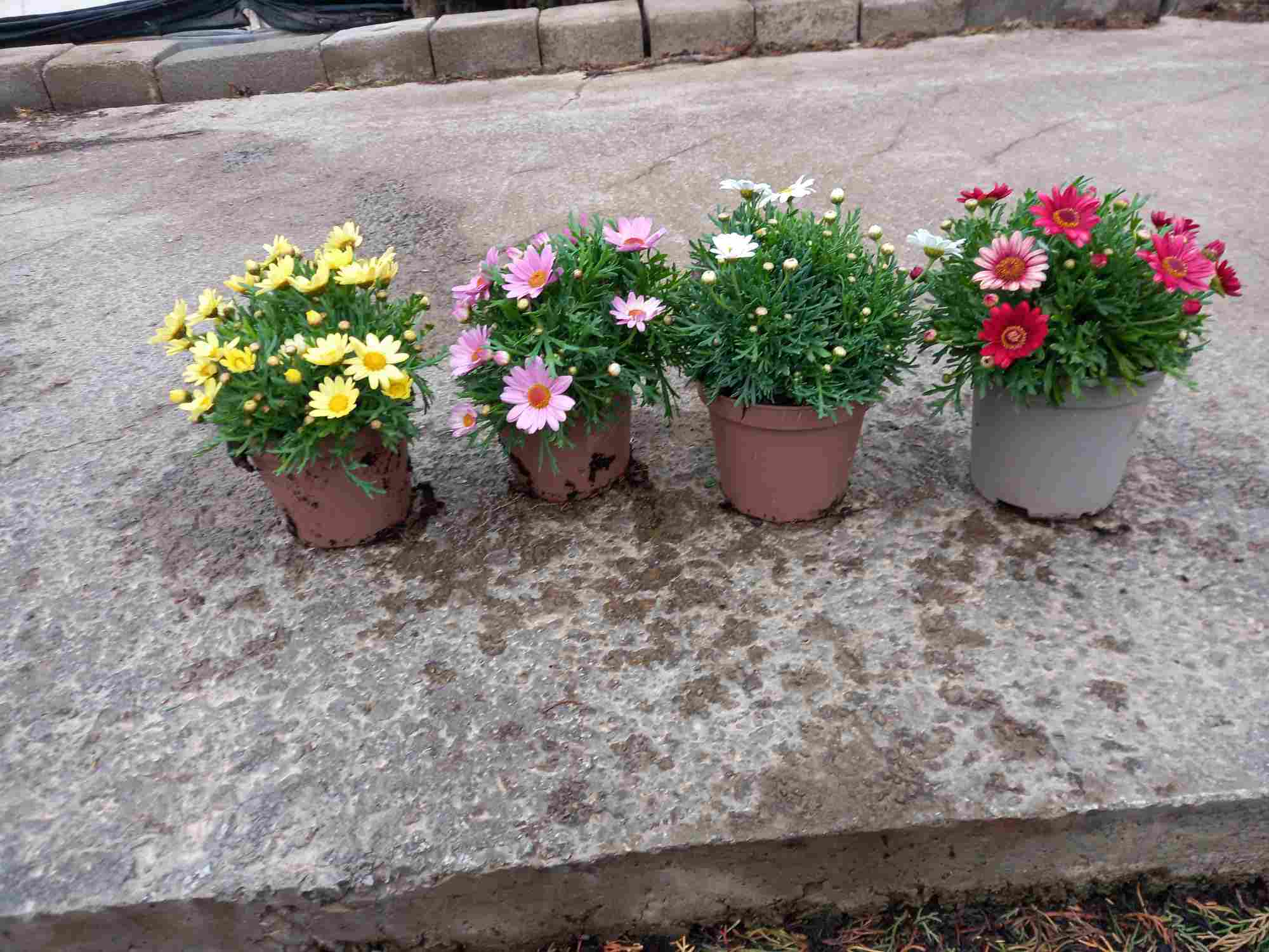 ARGYRANTHEMUM C 13 "MARGARITA"