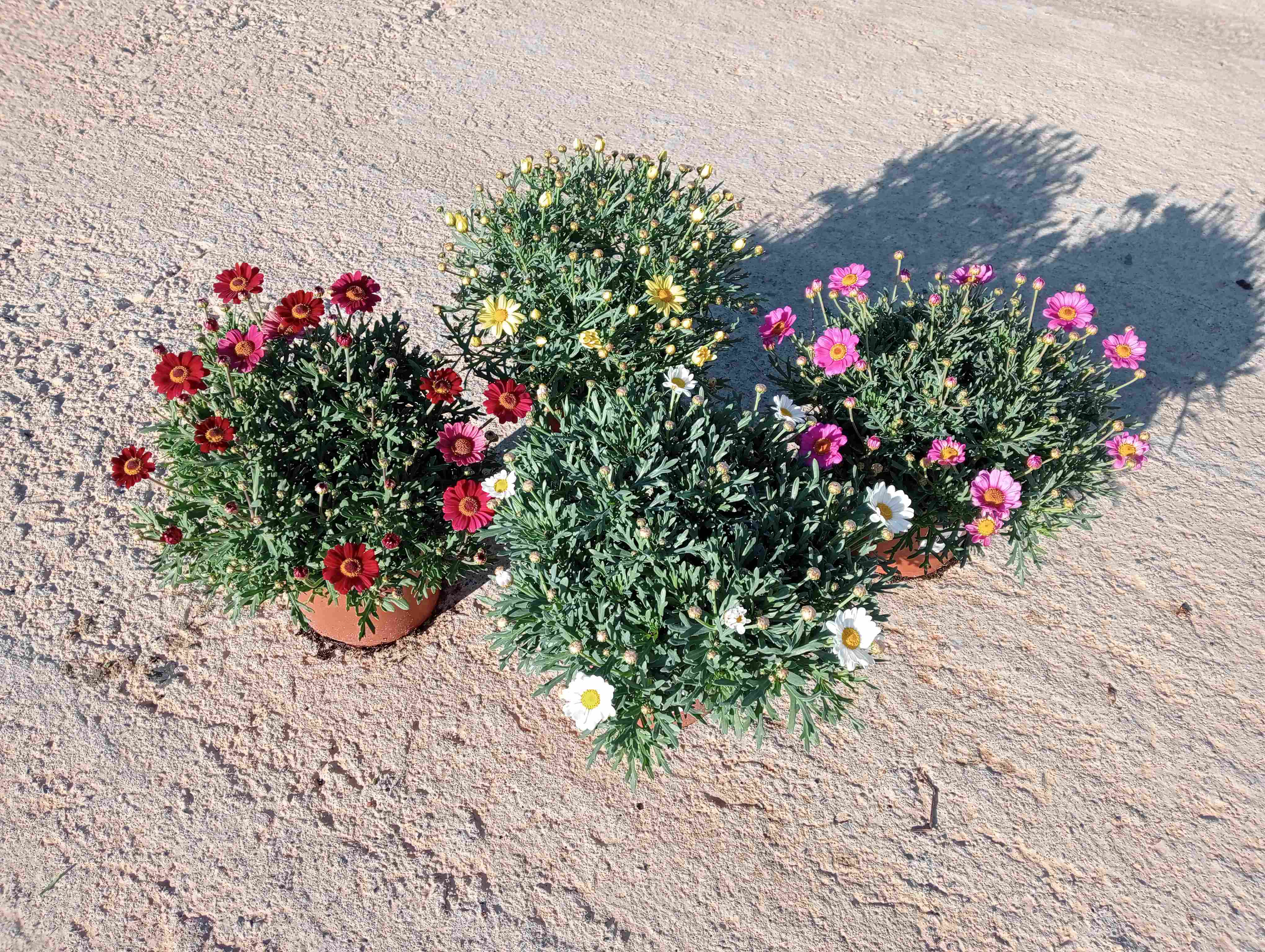 ARGYRANTHEMUM C 17 "MARGARITA"