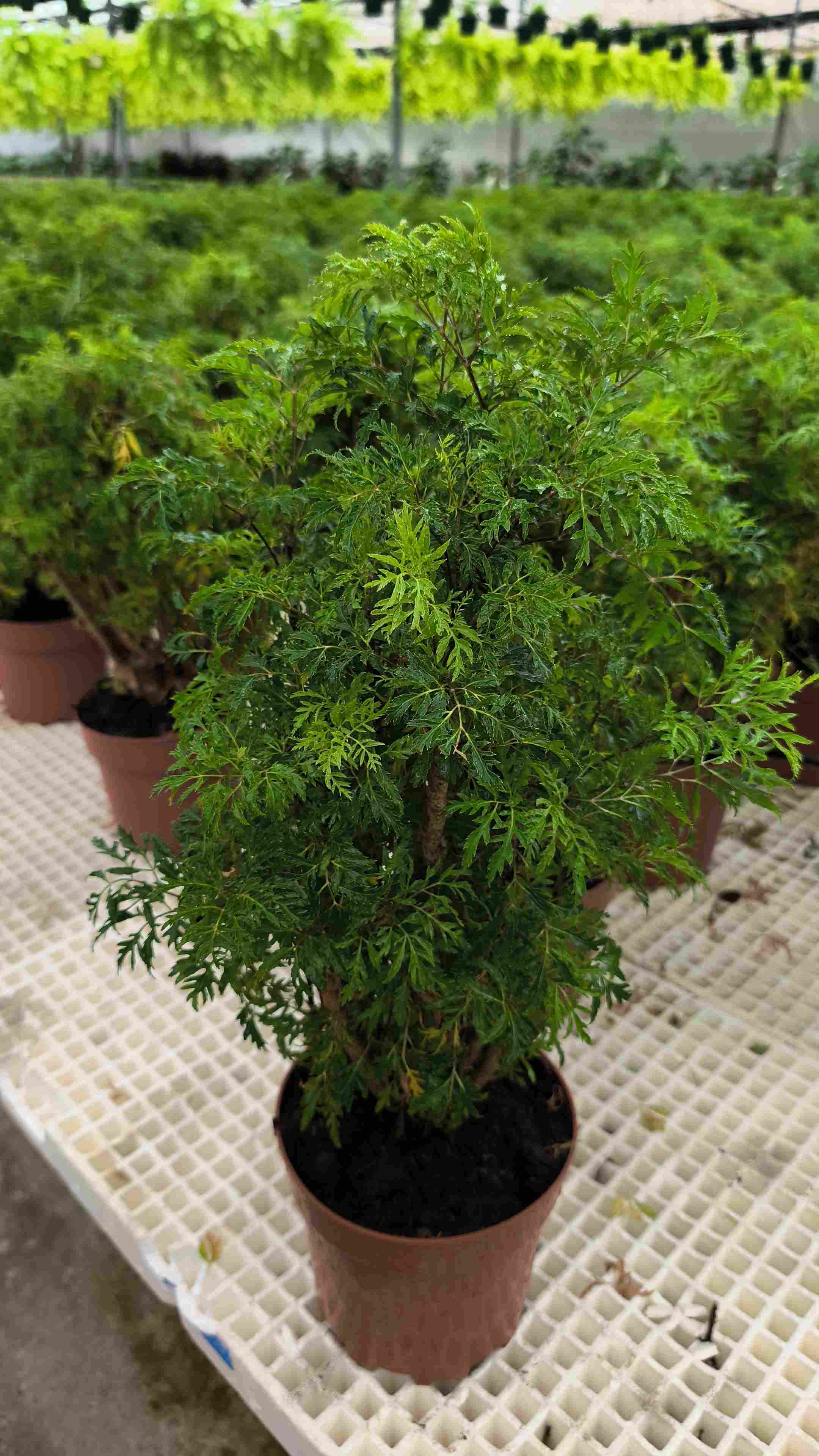 ARALIA POLYSCIA HAWAIIANA MING C 17 50 CM