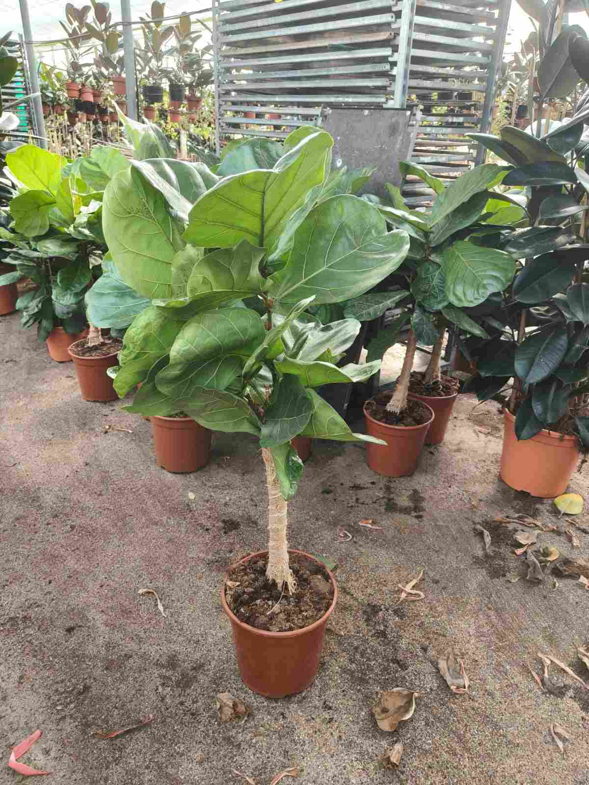 FICUS LYRATA C 25 COPA SACO 1.20 M