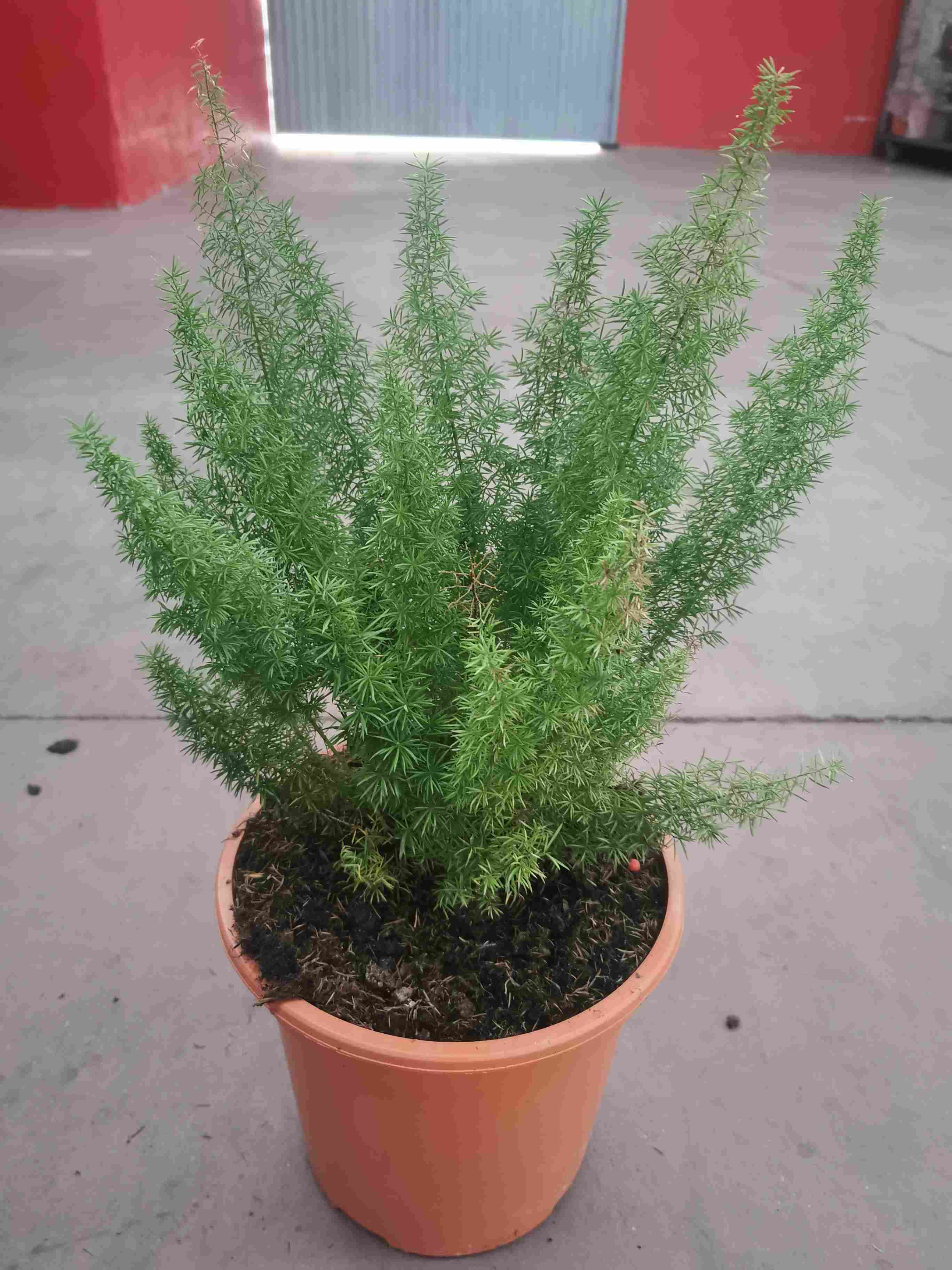 ASPARRAGUS MEYERI C 25 (745)