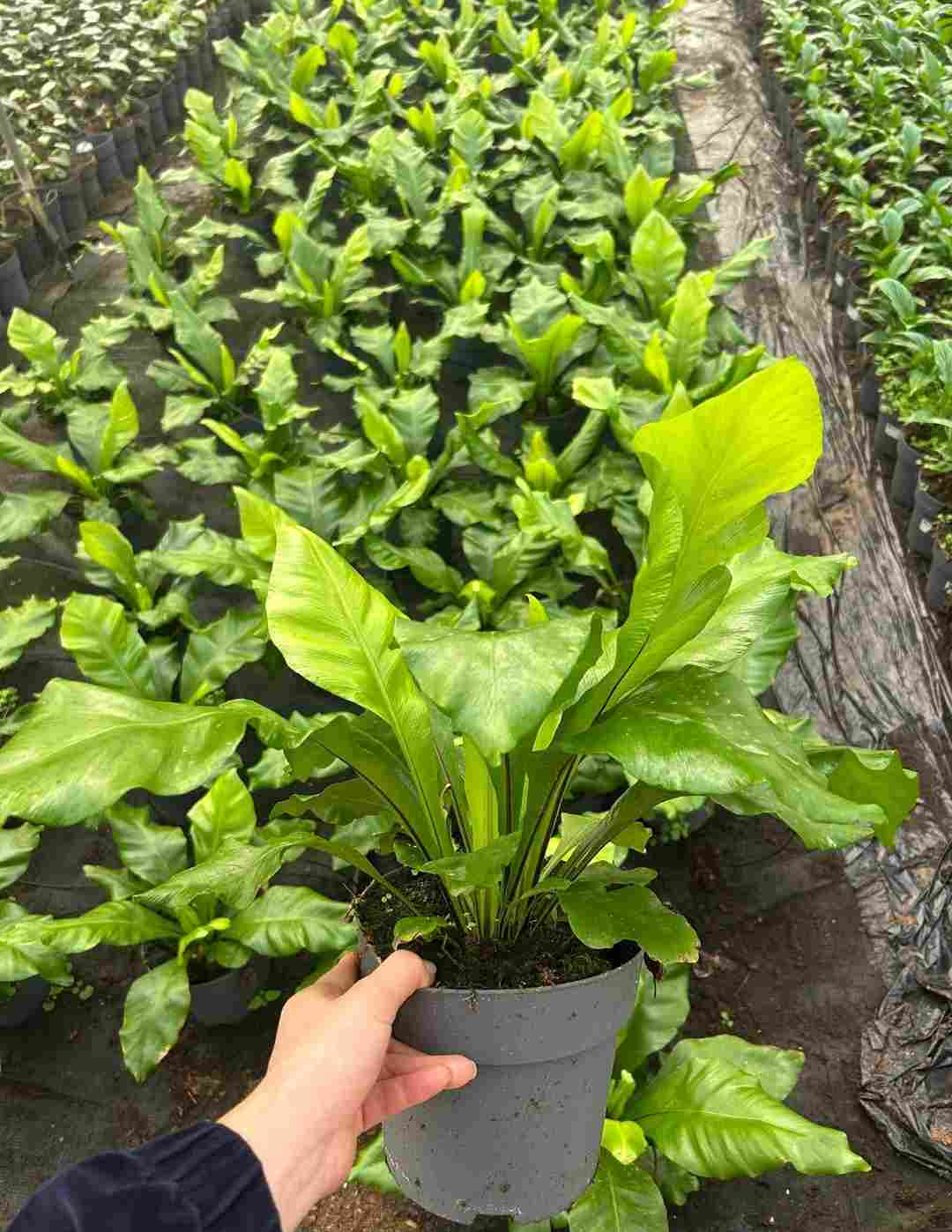 ASPLENIUM NIDO C 17