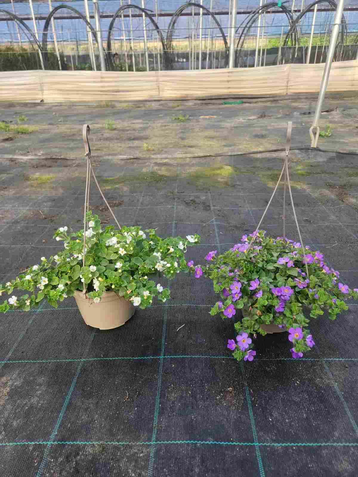 BACOPA C 15