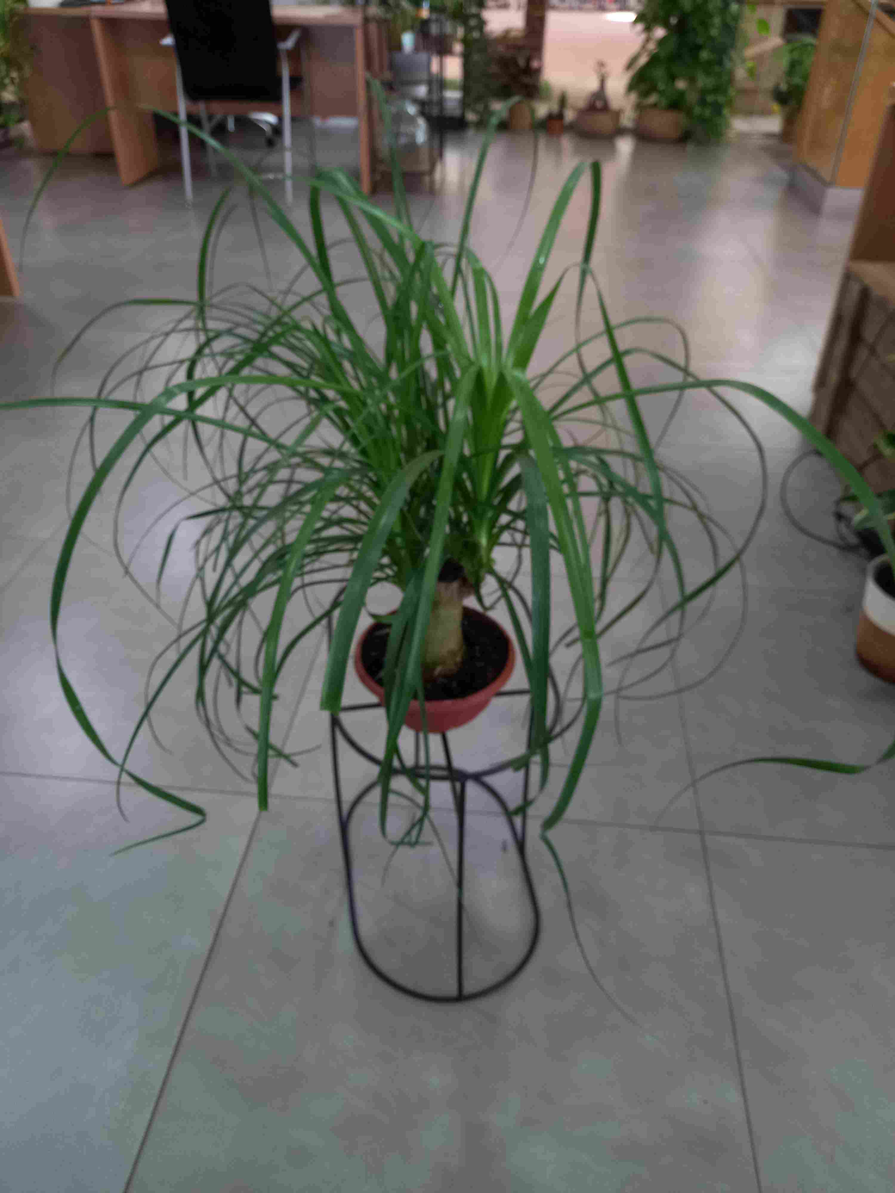 BEAUCARNEA TR 5" C 17 15 CM TARRINA