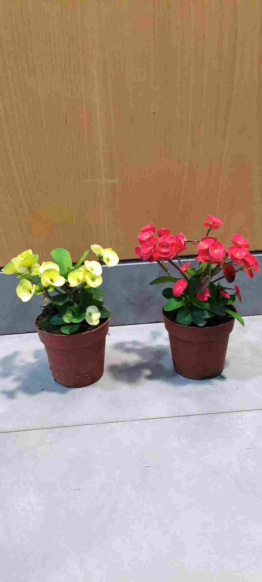 B. EUPHORBIA MILLI C 8.5 (BANDEJA DE 14 UNIDADES)