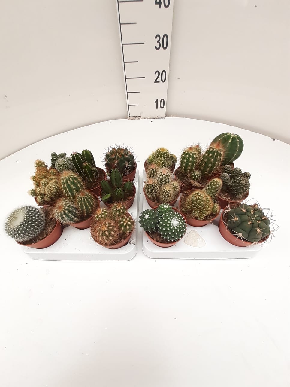 B. CACTUS 8.5  8 U ( DE LA ZONA)