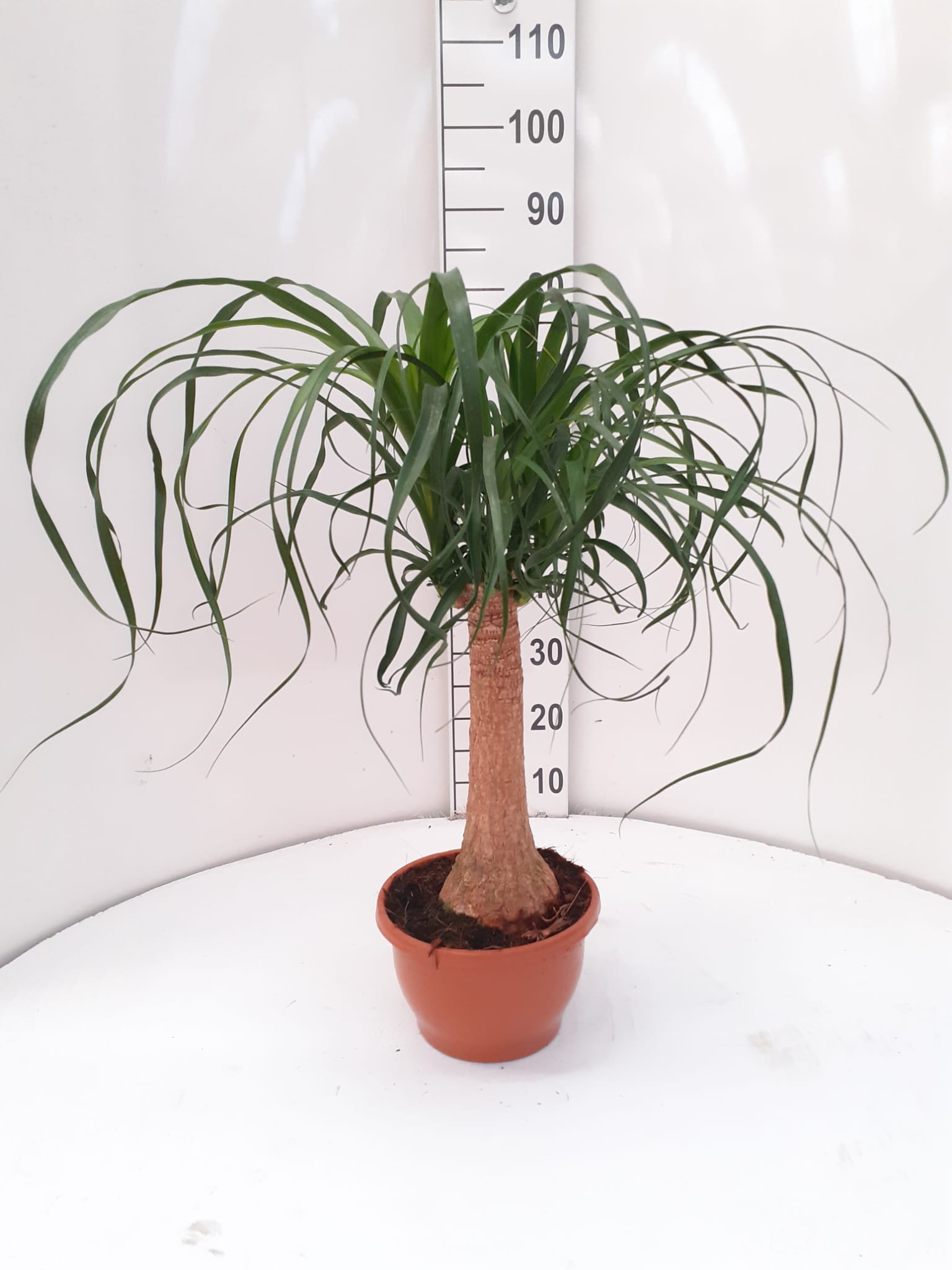BEAUCARNEA TR 18" C 23 45 CM DE TRONCO