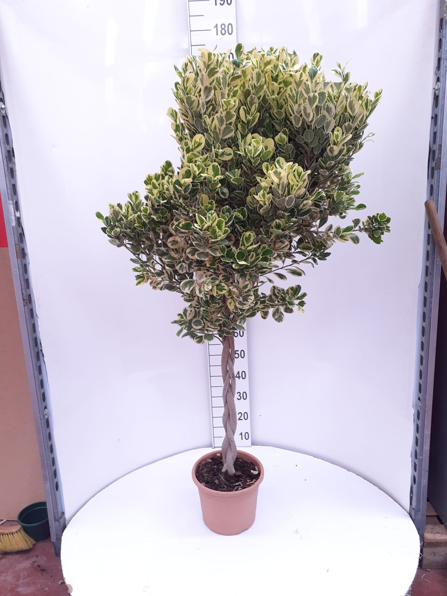 FICUS GIULIA C 25 TRENZADO