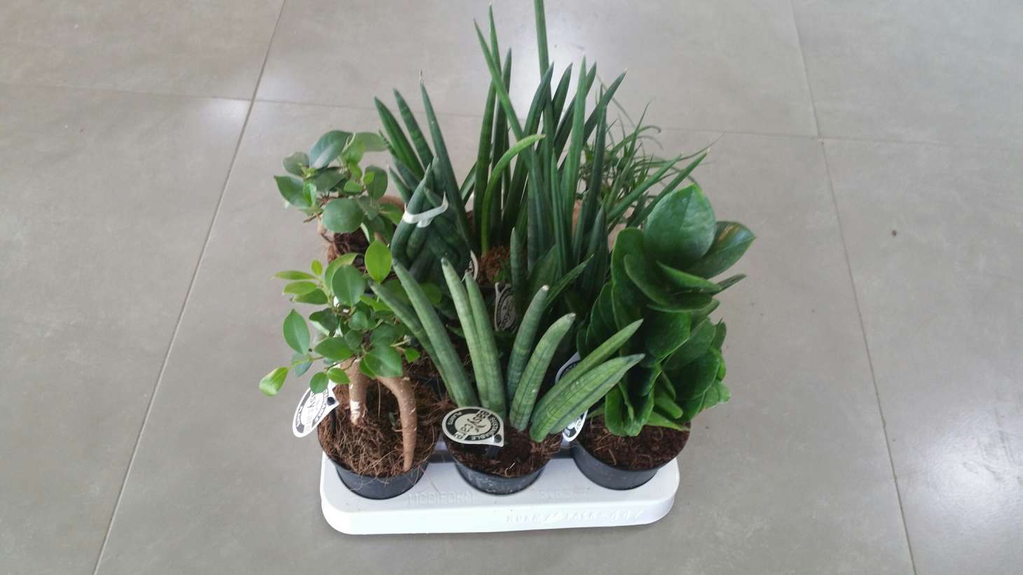 ALOCASIA BAMBINO C 17