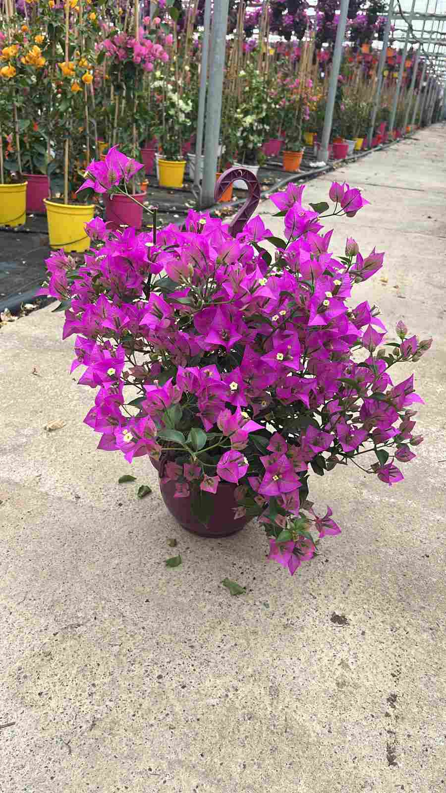 BOUGAINVILLEA C 18 ARBUSTIVA-COLGANTE T.S.T.