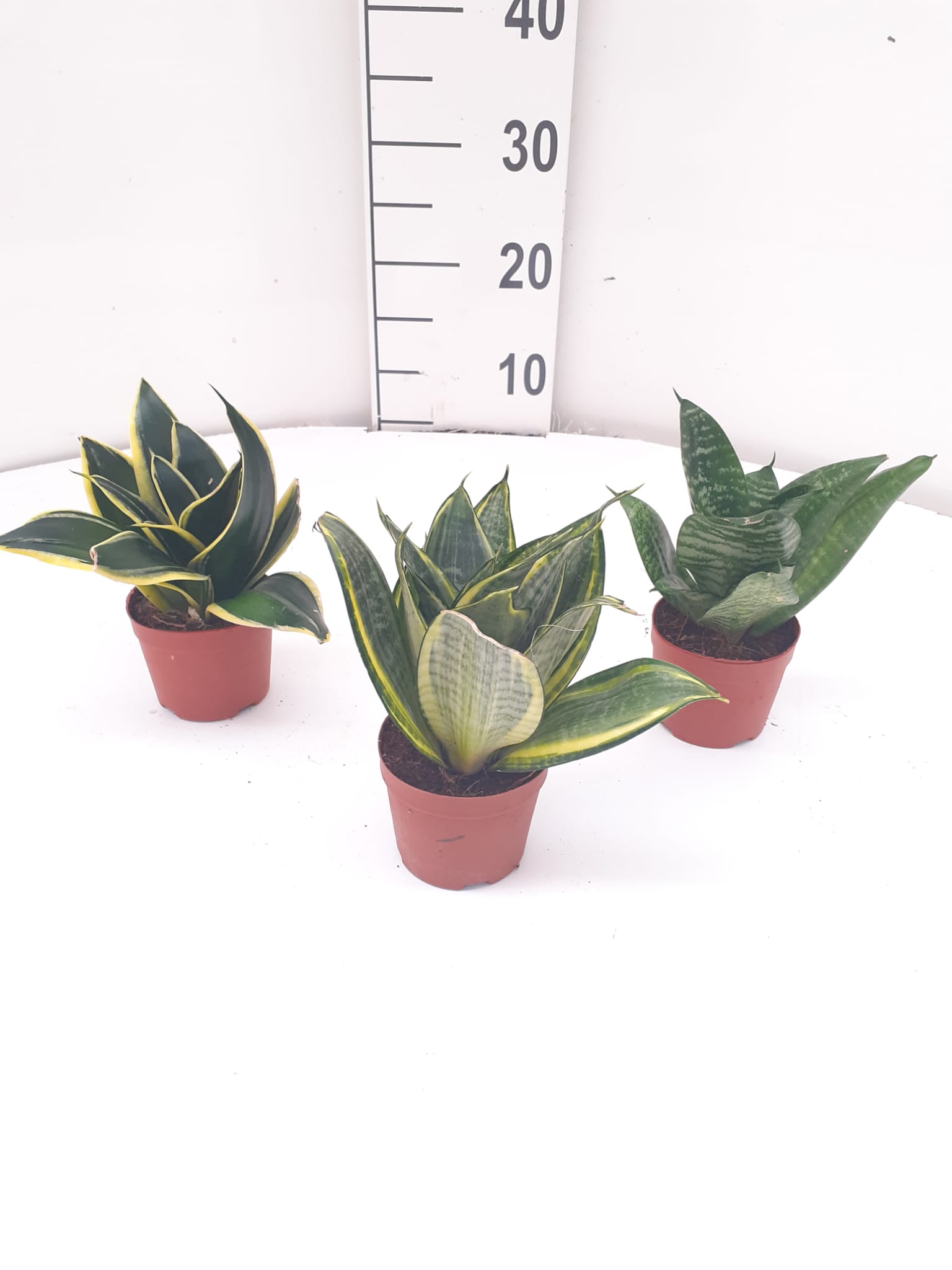 SANSEVIERIA MIX C 10.5 (BANDEJA DE 15 UNIDADES)