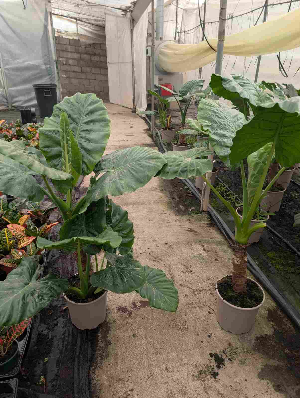 ALOCASIA C 22 TRONCO