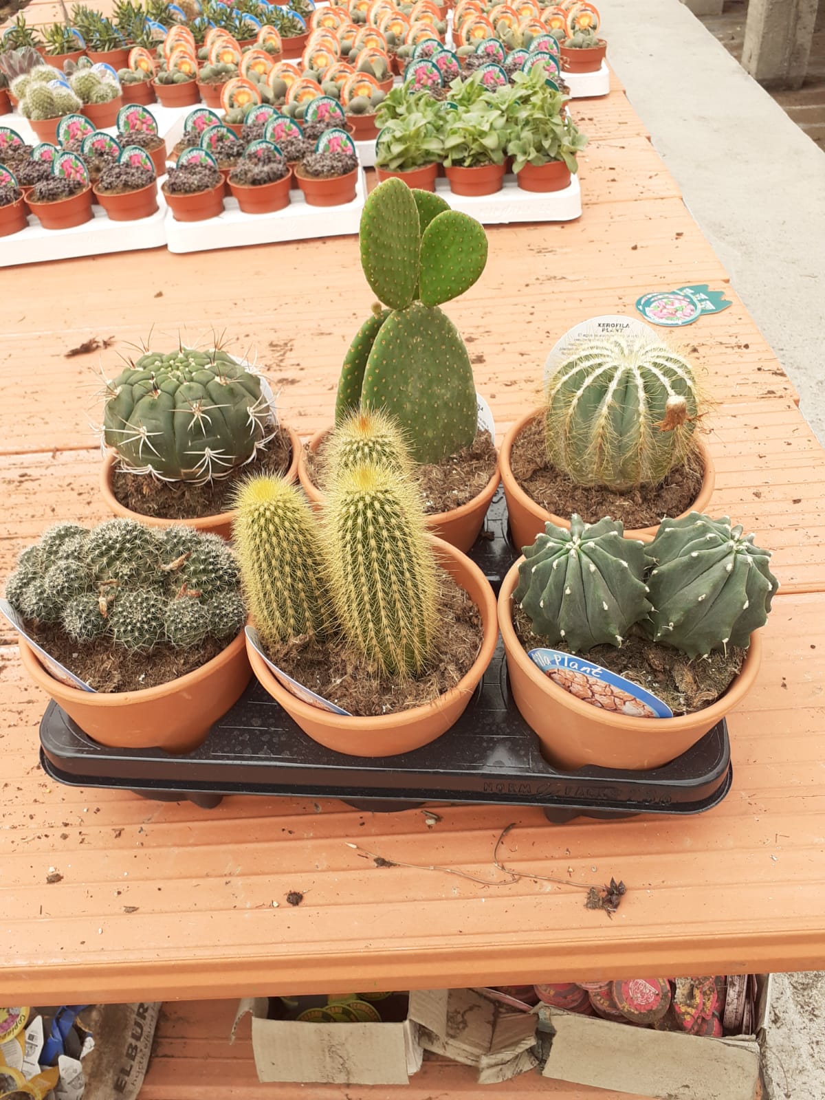 CACTUS BARRO C 13