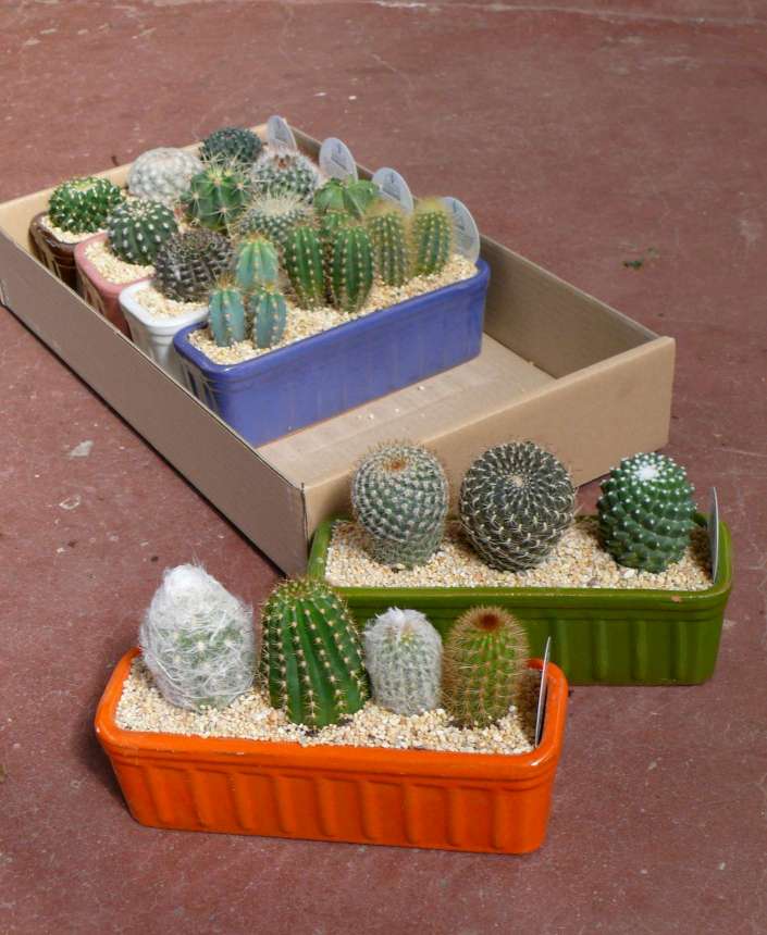 CACTUS JARDINERA CERAMICA ESMALTADA 25 CM