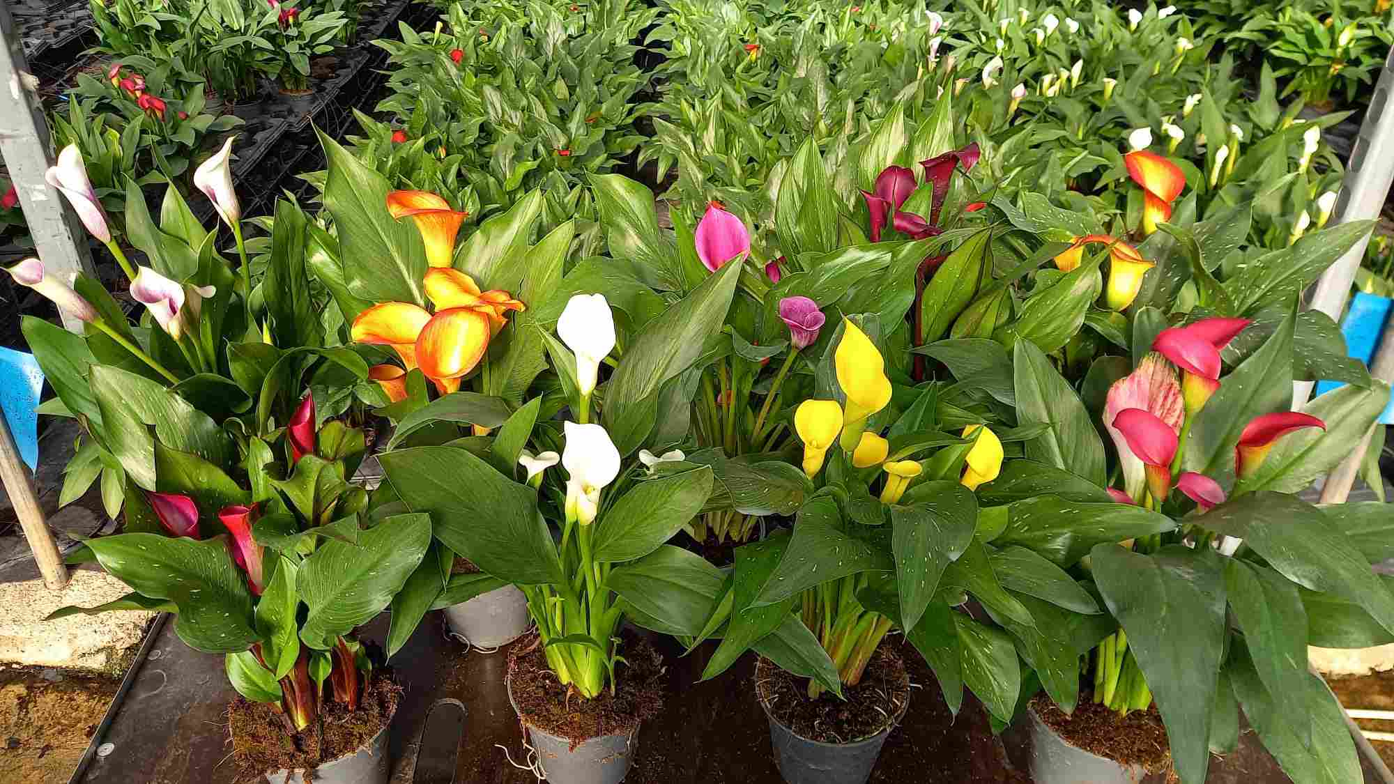 CALLA C 14 "COLOR"