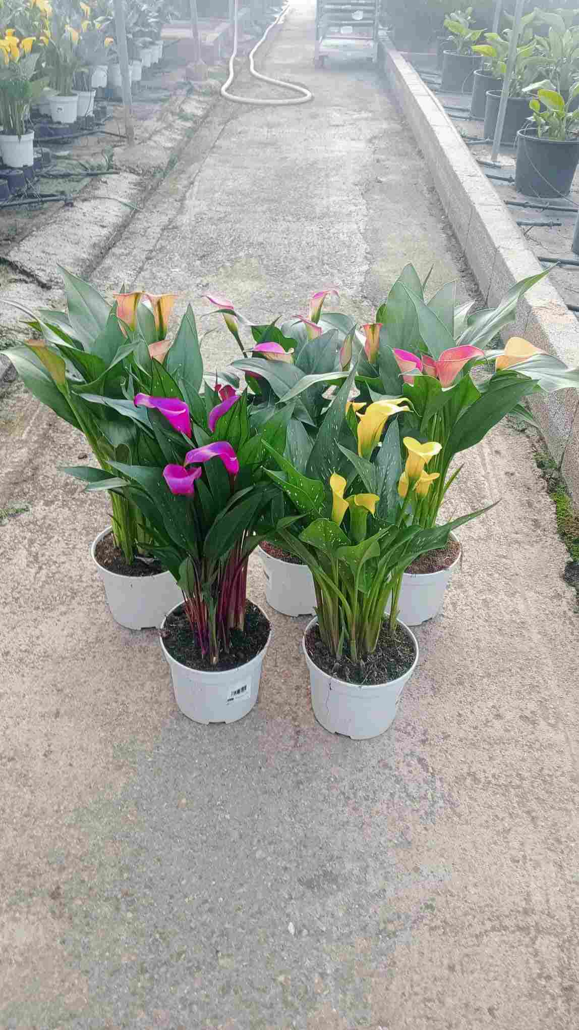 CALLA C 17 MIX COLORES