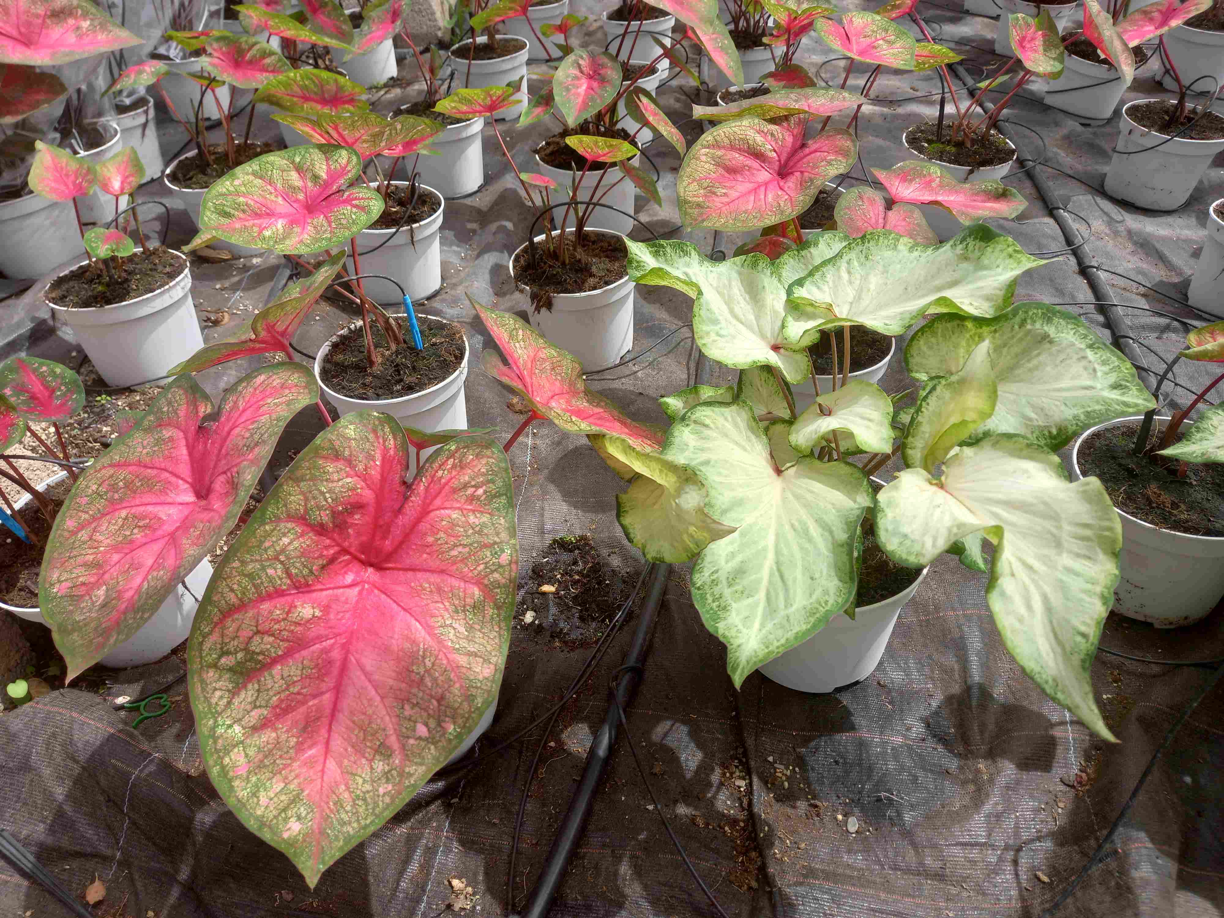 CALADIUM C 17