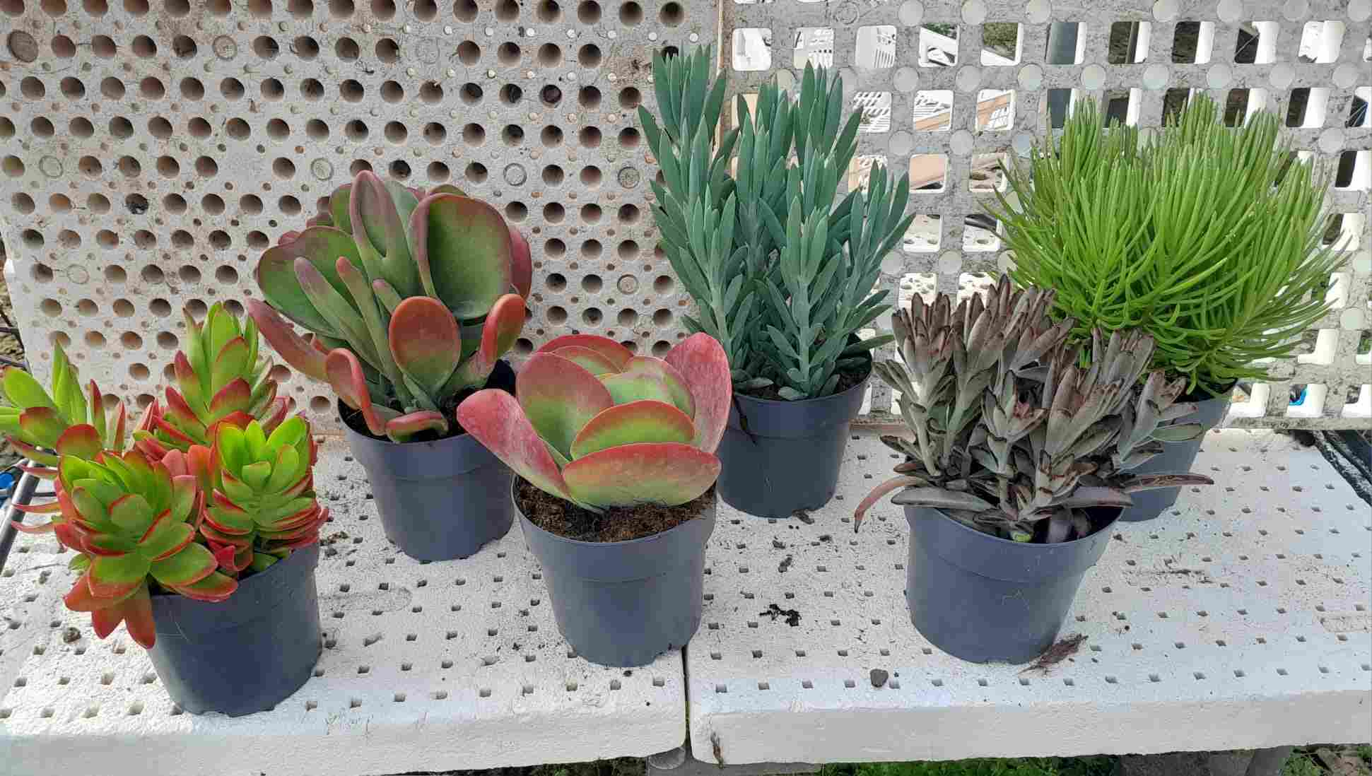 SUCULENTAS VARIADOS WESTERN DESERT C 17 ( 247)