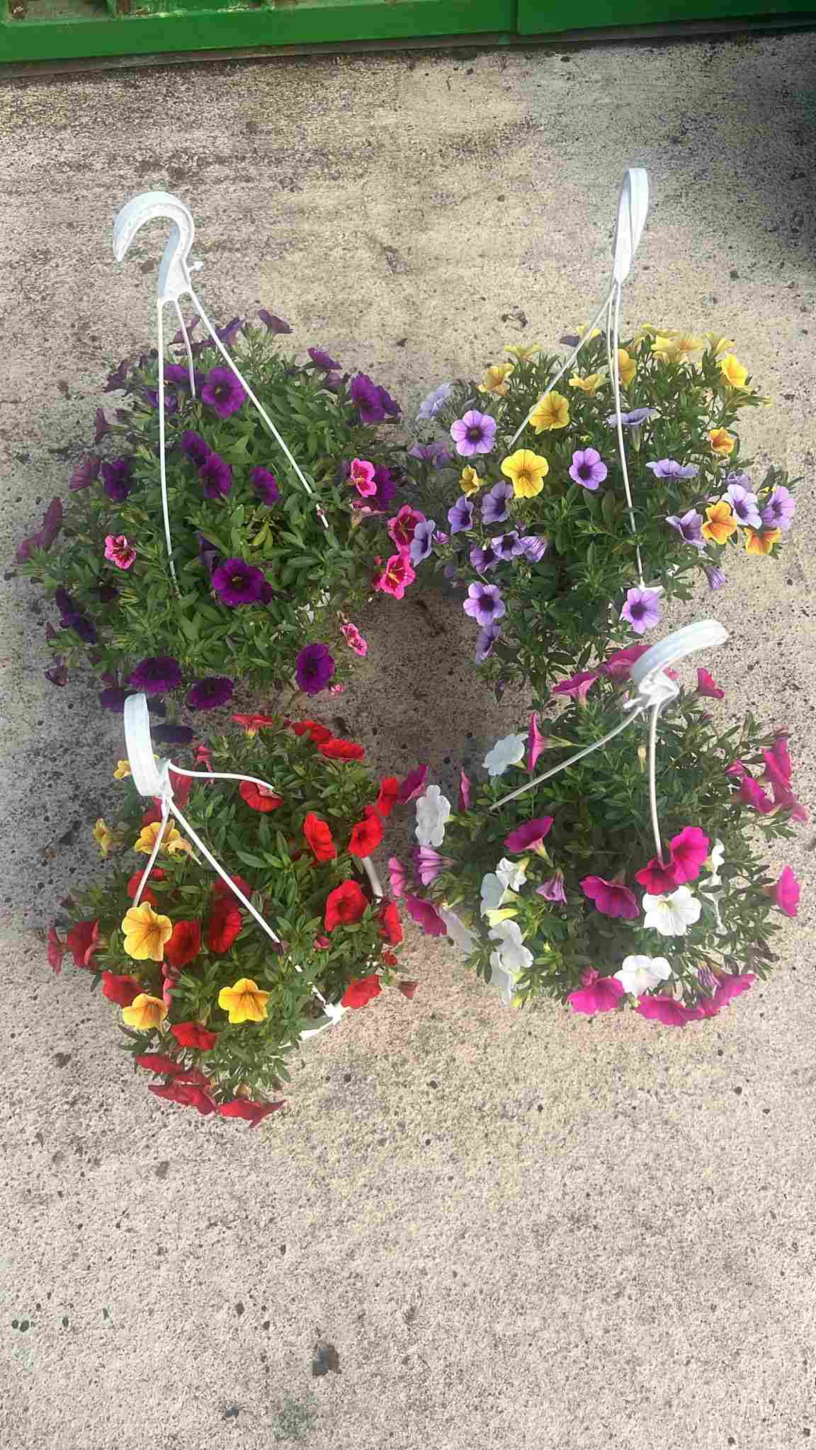 CALIBRACHOA C 20 - COLGANTE