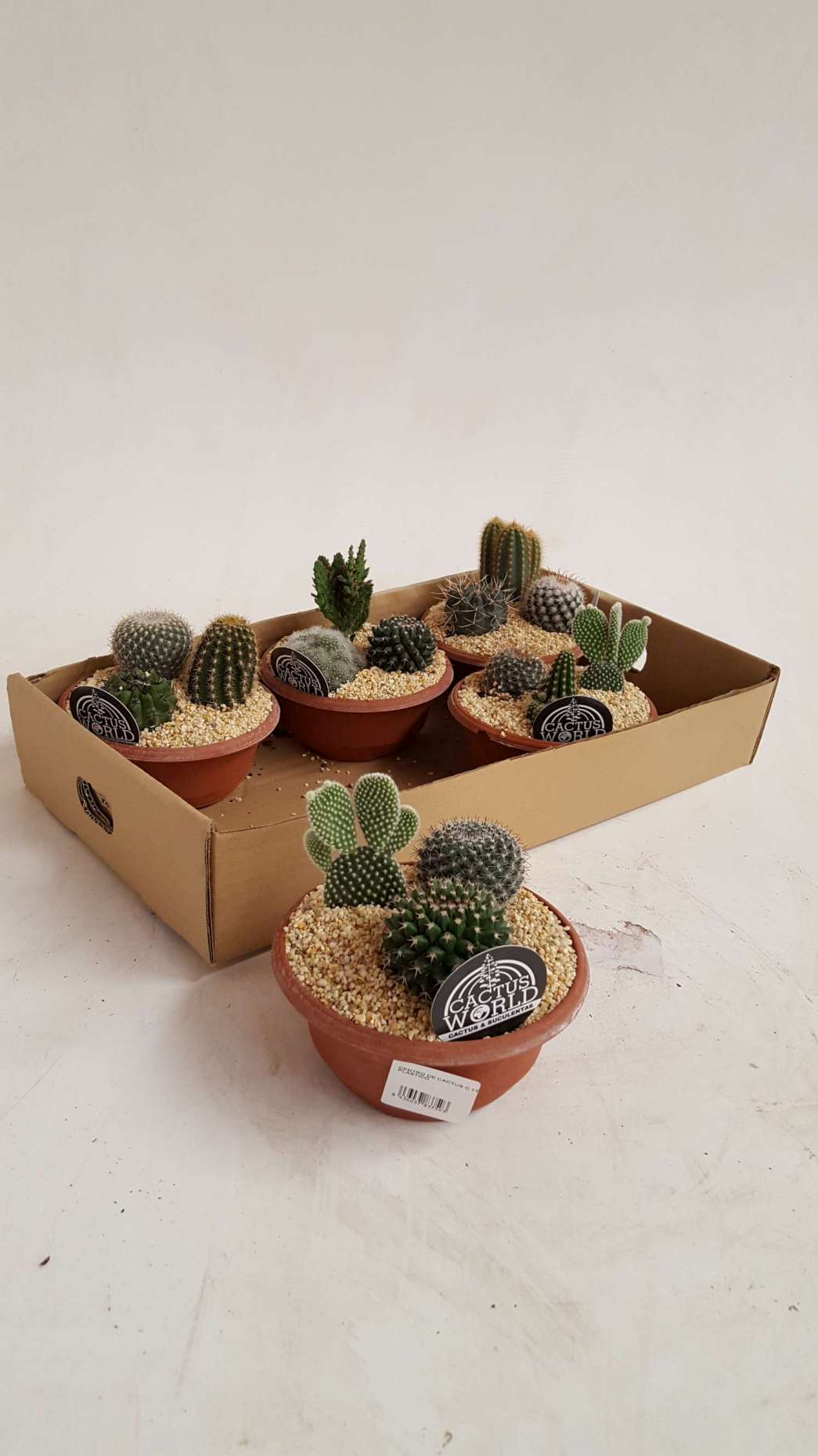 CENTRO DE CACTUS C 17 PLASTICO