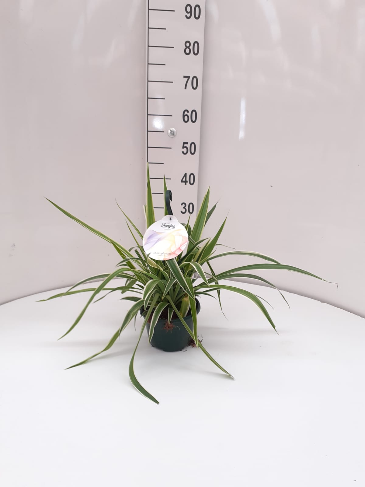 CHLOROPHYTUM C 15 COLGANTE