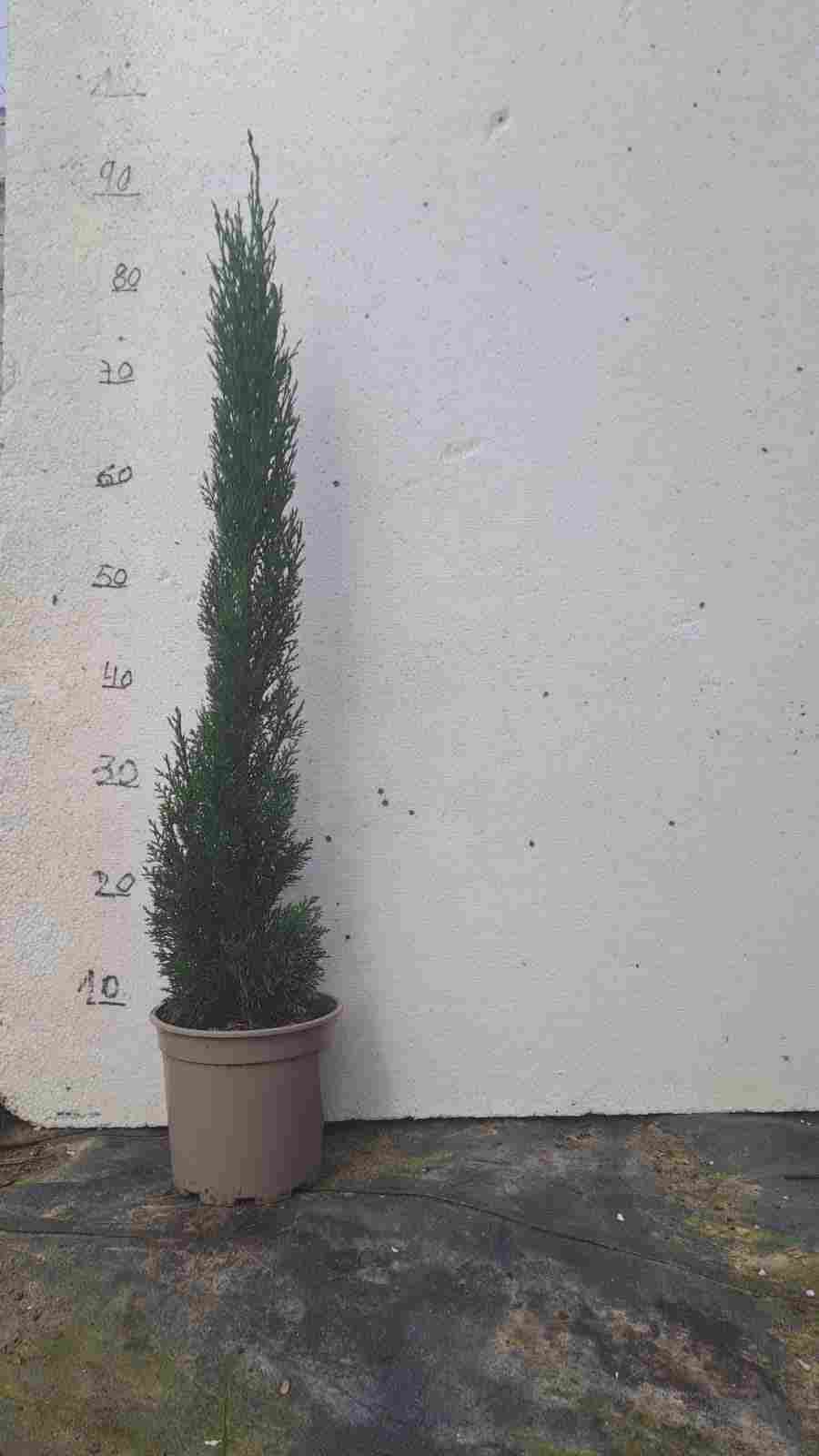 CIPRES TOTEM C 17 1M